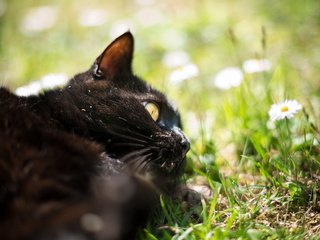 Обои трава, природа, кот, кошка, черный. цветы, grass, nature, cat, black. flowers разрешение 1920x1200 Загрузить