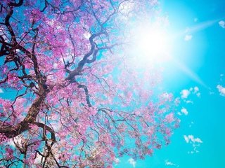 Обои небо, солнце, цветение, ветки, весна, сакура, the sky, the sun, flowering, branches, spring, sakura разрешение 2000x1125 Загрузить