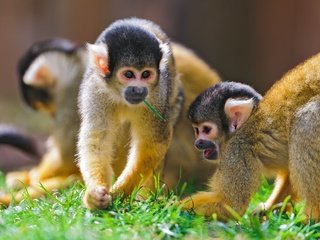 Обои трава, обезьянки, обезьяны, мартышки, саймири, беличьи обезьяны, grass, monkeys, monkey, squirrel monkeys разрешение 2560x1600 Загрузить