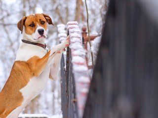 Обои взгляд, забор, собака, амстафф, американский стаффордширский терьер, look, the fence, dog, amstaff, american staffordshire terrier разрешение 2560x1600 Загрузить
