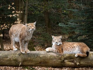 Обои природа, рысь, дикие кошки, рыси, nature, lynx, wild cats разрешение 3300x2200 Загрузить