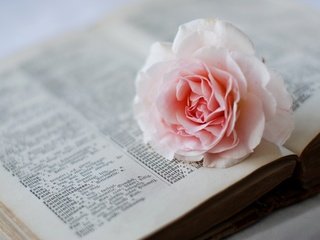 Обои цветок, роза, розовая, книга, страницы, словарь, flower, rose, pink, book, page, dictionary разрешение 1920x1200 Загрузить
