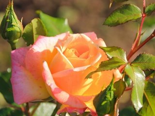 Обои макро, роза, бутон, macro, rose, bud разрешение 2560x1600 Загрузить