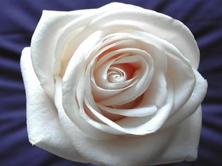 Обои rose white background - красивый цветок девуш, rose white background - beautiful flower g разрешение 2560x1600 Загрузить