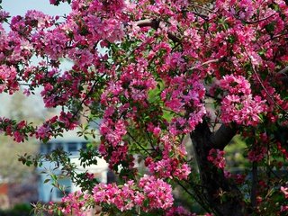 Обои дерево, цветение, весна, розовые, яблоня, цветки, tree, flowering, spring, pink, apple, flowers разрешение 1920x1200 Загрузить