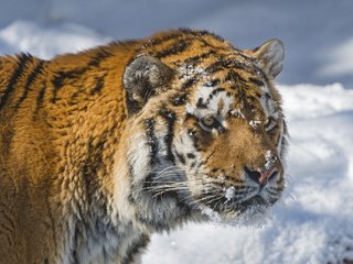 Обои тигр, морда, снег, зима, хищник, большая кошка, амурский тигр, tiger, face, snow, winter, predator, big cat, the amur tiger разрешение 2048x1365 Загрузить