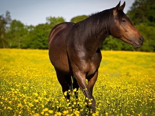 Обои цветы, лошадь, природа, лето, конь, flowers, horse, nature, summer разрешение 1920x1280 Загрузить