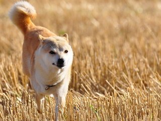 Обои природа, поле, собака, акита-ину, nature, field, dog, akita inu разрешение 2560x1600 Загрузить
