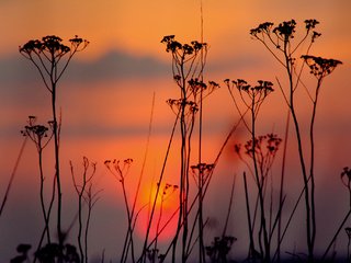 Обои небо, облака, вечер, закат, силуэт, растение, the sky, clouds, the evening, sunset, silhouette, plant разрешение 2048x1364 Загрузить