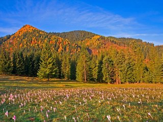 Обои небо, цветы, деревья, горы, лес, луг, румыния, the sky, flowers, trees, mountains, forest, meadow, romania разрешение 3000x2000 Загрузить