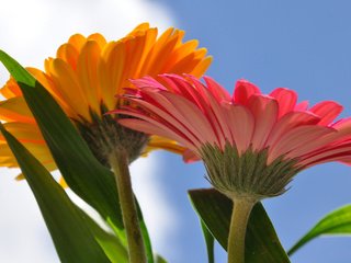Обои небо, цветы, макро, герберы, the sky, flowers, macro, gerbera разрешение 2048x1360 Загрузить