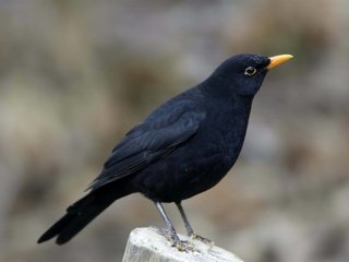 Обои птица, пенек, черный дрозд, bird, stump, blackbird разрешение 1920x1200 Загрузить