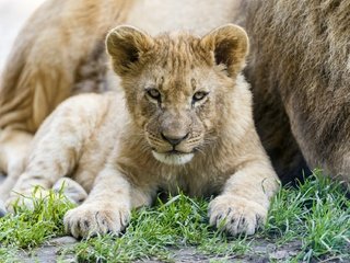 Обои трава, мордочка, лапы, взгляд, лев, львёнок, львёнок детёныш, grass, muzzle, paws, look, leo, lion, lion cub разрешение 1920x1278 Загрузить