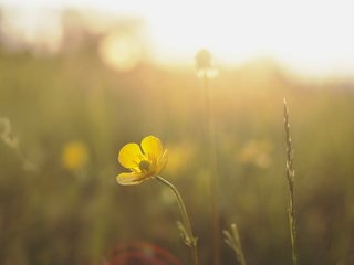 Обои солнце, природа, желтый, лучи, цветок, луг, the sun, nature, yellow, rays, flower, meadow разрешение 2048x1360 Загрузить