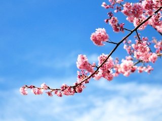 Обои небо, цветы, ветка, цветение, весна, розовые, вишня, the sky, flowers, branch, flowering, spring, pink, cherry разрешение 2048x1360 Загрузить