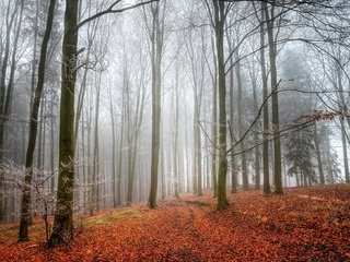 Обои деревья, лес, листья, туман, осень, trees, forest, leaves, fog, autumn разрешение 2048x1312 Загрузить