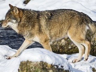 Обои река, снег, зима, хищник, волк, river, snow, winter, predator, wolf разрешение 1920x1200 Загрузить