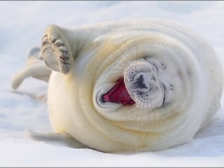 Обои снег, белый, тюлень, довольный, морской котик, смешной, snow, white, seal, happy, navy seal, funny разрешение 2000x1330 Загрузить