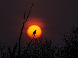 Обои солнце, природа, дерево, закат, ветви, птица, силуэт, the sun, nature, tree, sunset, branch, bird, silhouette разрешение 3660x2442 Загрузить