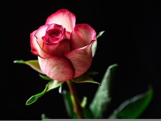 Обои листья, фон, цветок, роза, лепестки, бутон, leaves, background, flower, rose, petals, bud разрешение 2048x1367 Загрузить