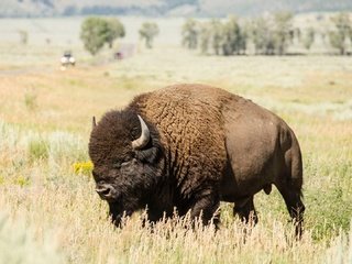 Обои природа, пейзаж, рога, бизон, plains bison, степной бизон, буффало, nature, landscape, horns, buffalo разрешение 1920x1080 Загрузить