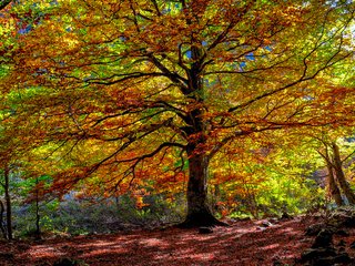 Обои деревья, природа, лес, листья, осень, trees, nature, forest, leaves, autumn разрешение 1920x1207 Загрузить