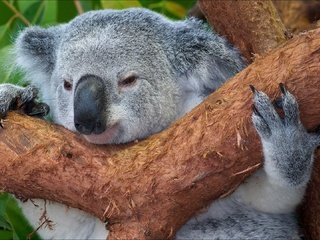 Обои дерево, животные, мордочка, австралия, коала, tree, animals, muzzle, australia, koala разрешение 1920x1080 Загрузить