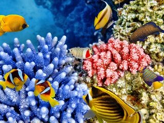Обои рыбки, океан, подводный мир, коралловый риф, fish, the ocean, underwater world, coral reef разрешение 2880x1921 Загрузить