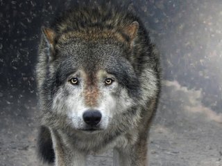 Обои морда, взгляд, хищник, волк, face, look, predator, wolf разрешение 1920x1200 Загрузить