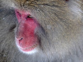 Обои обезьяна, японская макака, monkey, japanese macaque разрешение 4096x2731 Загрузить