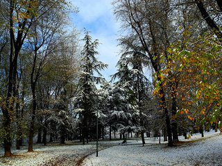 Обои деревья, природа, зима, фото, парк, trees, nature, winter, photo, park разрешение 2650x1700 Загрузить