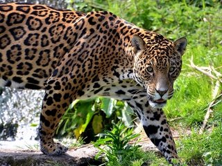 Обои трава, хищник, большая кошка, ягуар, grass, predator, big cat, jaguar разрешение 1920x1200 Загрузить