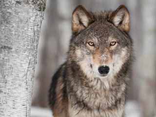 Обои морда, снег, дерево, хищник, волк, face, snow, tree, predator, wolf разрешение 3723x2473 Загрузить