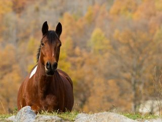 Обои лошадь, природа, осень, конь, horse, nature, autumn разрешение 3000x2000 Загрузить