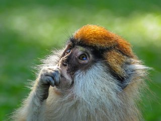 Обои шерсть, взгляд, обезьяна, примат, wool, look, monkey, the primacy of разрешение 2048x1360 Загрузить