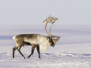 Обои снег, олень, рога, тундра, северный, snow, deer, horns, tundra, north разрешение 2048x1365 Загрузить