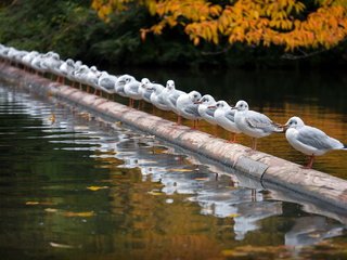 Обои река, осень, птицы, чайки, river, autumn, birds, seagulls разрешение 2047x1354 Загрузить