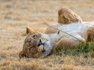 Обои животные, львица, расслабся, animals, lioness, relax разрешение 3491x2182 Загрузить