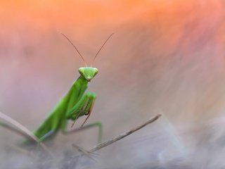 Обои природа, насекомое, фон, богомол, nature, insect, background, mantis разрешение 2048x1302 Загрузить