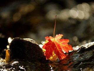 Обои вода, природа, осень, лист, камень, клен, кленовый лист, water, nature, autumn, sheet, stone, maple, maple leaf разрешение 2048x1248 Загрузить