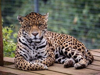 Обои хищник, ягуар, животное, ягуа́р, predator, jaguar, animal разрешение 4398x2686 Загрузить