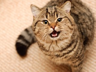 Обои кошка, короткошерстная, британская, британская короткошерстная, cat, shorthair, british, british shorthair разрешение 3355x2592 Загрузить