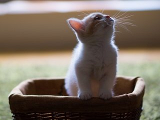 Обои кот, усы, котенок, пушистый, белый, корзина, в коробке, смотрит вверх, cat, mustache, kitty, fluffy, white, basket, in the box разрешение 1920x1200 Загрузить