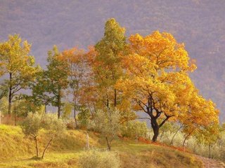 Обои деревья, холмы, пейзаж, осень, trees, hills, landscape, autumn разрешение 2880x2160 Загрузить