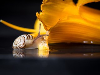 Обои макро, цветок, улитка, macro, flower, snail разрешение 2736x1826 Загрузить