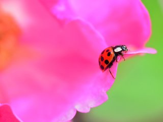 Обои жук, насекомое, цветок, лепестки, божья коровка, beetle, insect, flower, petals, ladybug разрешение 2880x1903 Загрузить