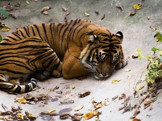 Обои тигр, полоски, сон, лежит, хищник, отдых, дикая кошка, tiger, strips, sleep, lies, predator, stay, wild cat разрешение 2048x1365 Загрузить