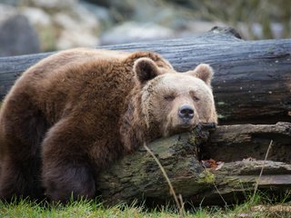 Обои дерево, медведь, отдыхает, отдых, ствол, дерева, медвед, tree, bear, resting, stay, trunk, wood разрешение 2048x1365 Загрузить