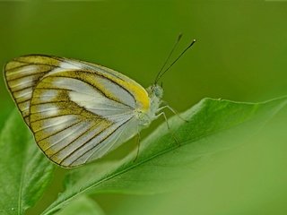 Обои насекомое, бабочка, крылья, лист, растение, insect, butterfly, wings, sheet, plant разрешение 2048x1360 Загрузить