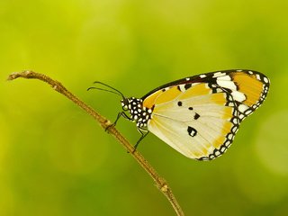 Обои насекомое, узор, бабочка, крылья, веточка, растение, мотылек, insect, pattern, butterfly, wings, sprig, plant, moth разрешение 2048x1360 Загрузить